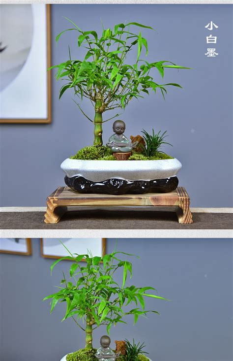 羅漢竹盆栽